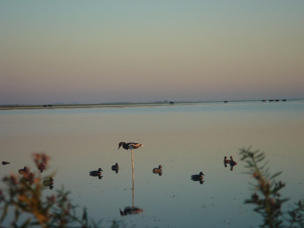 ARGENTINA (5)