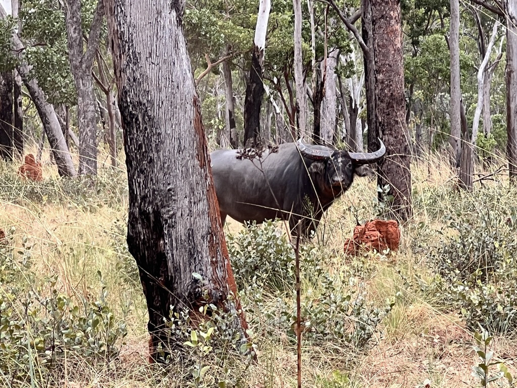 AUSTRALIA (4)