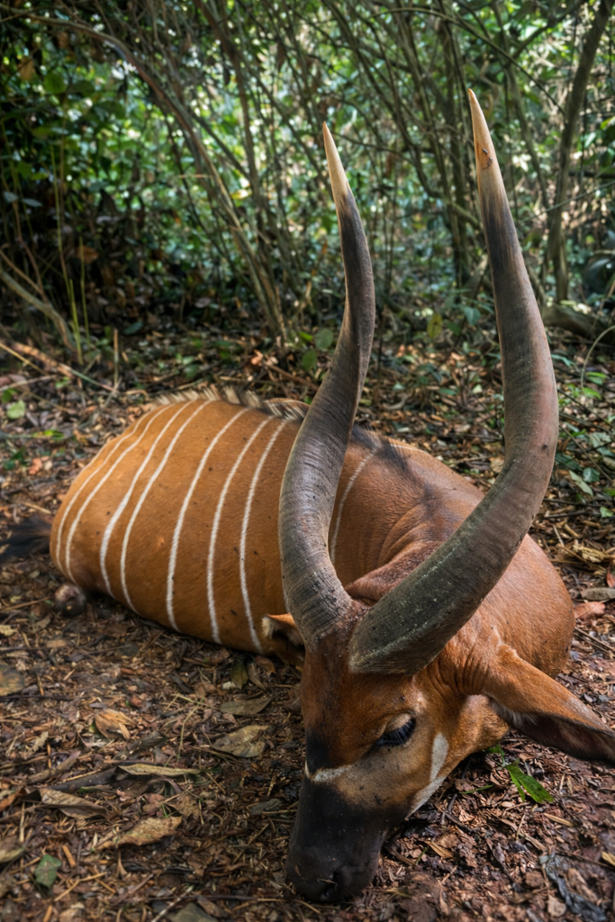 CAMEROON (4)