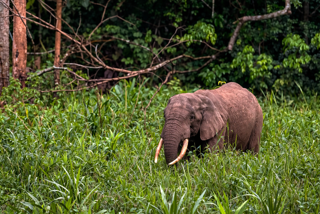 CAMEROON (5)