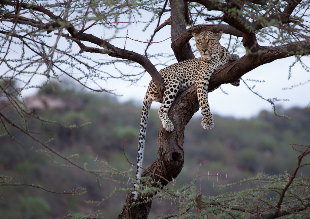 Copia de leopard 16