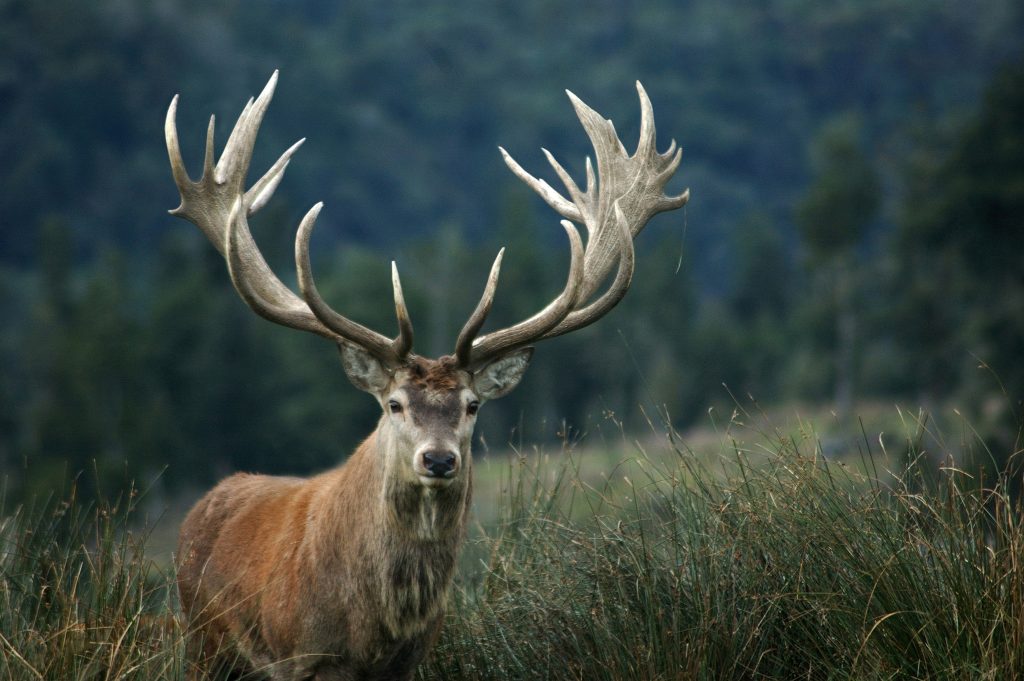 21-point stag
