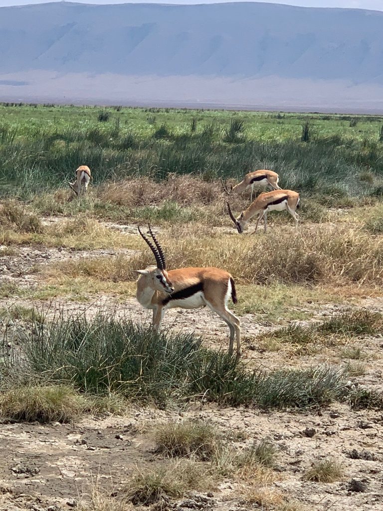TANZANIA (1)