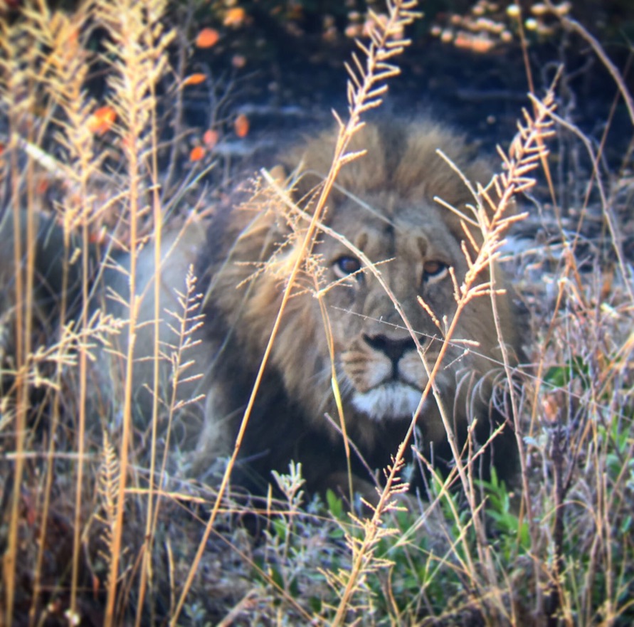 ZIMBABWE (12)