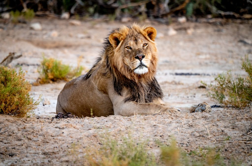 A black maned lion in the kalahari