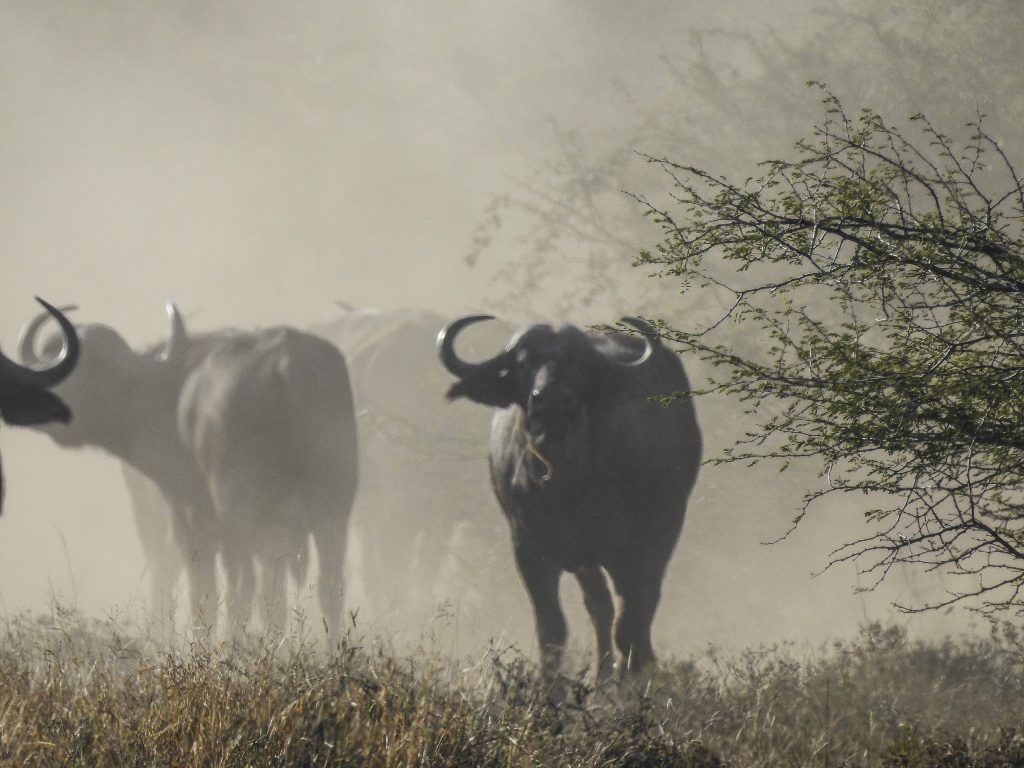 ZIMBABWE (15)