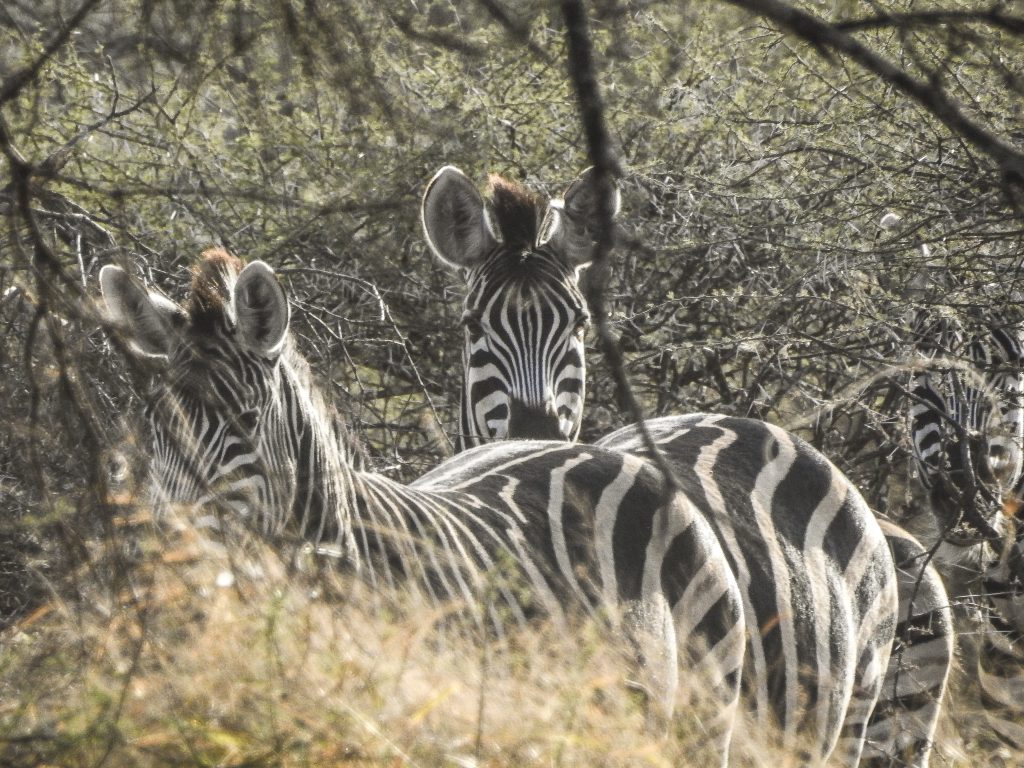 ZIMBABWE (17)