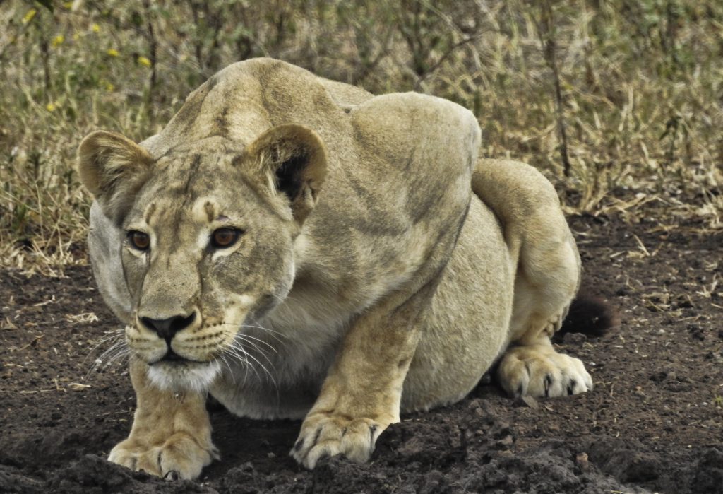ZIMBABWE (18)