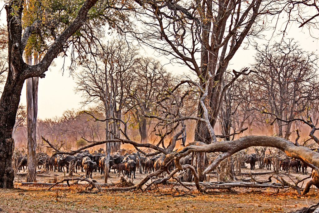 A herd of Buffalo raises the dust in the early morning sunlight