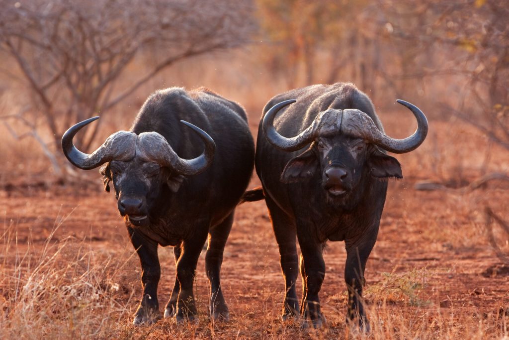 African,Buffalo,,Cape,Buffalo,,Syncerus,Caffer,,Kruger,National,Park,,South