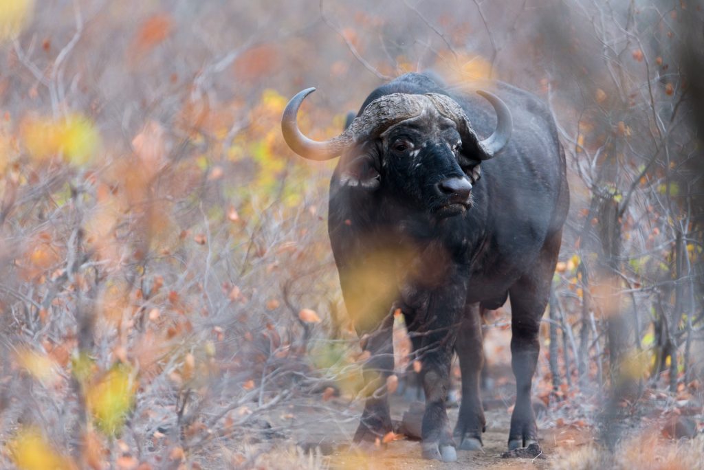 Cape buffalo, African buffalo in the wilderness